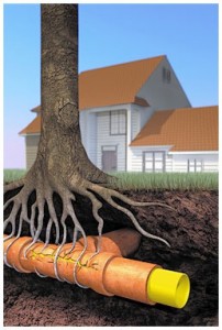 tree-root-damage