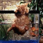 Kitten-swimming-in-aquarium-1