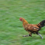 Sprinting Chicken