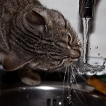 kitty drinking