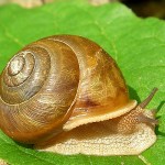 Snail