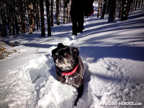 Little Pug likes snow CO