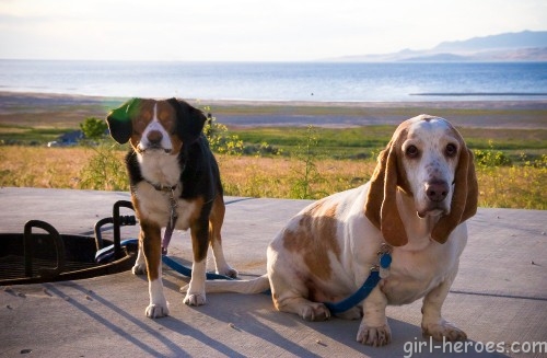 Randy and Penny Cutest Pups on Ig