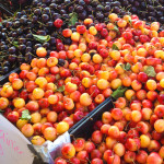 Rainier Cherries WA