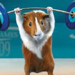 guinea pig weight lifting